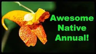 Native Jewelweed - 10 Reasons to Grow this Annual!