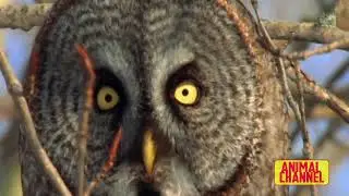 🎬 Most Epic Eagles Attack Compilation Eagle vs Goat, ... ⚛️ Nguồn: Animal Channel