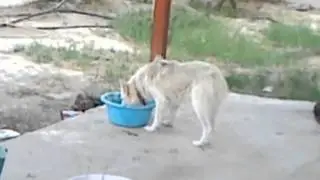 My Dog's Daily Routine