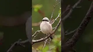 Наша Сибирь 4К: Сорокопут-жулан