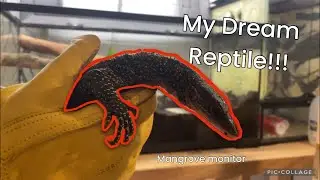 I GOT MY DREAM LIZARD!