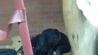 Lochlan Fighting With A Bonobo