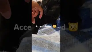 Cat shows off his murder mittens but doesn't allow me to touch them #cat #cute #pets
