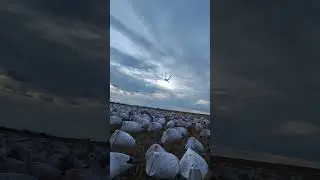 Snow Goose Hunt with Claudio Ongaro #huntongaro #hevishot  #duckhunting #goosehunting @Cabela-s