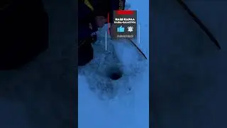 Февральские Щуки Не Лезут В Лунку. Ловля Щуки На Жерлицы В Глухозимье. Рыбалка 2023. #Shorts