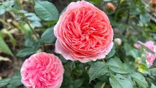 Цветы - яркие краски лета 🌹