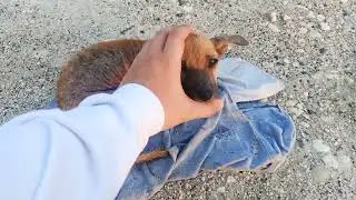 Feeding stray doggos in the beach | My 1st vlog  | Oslob Cebu Philippines Beach Park (Not aesthetic)