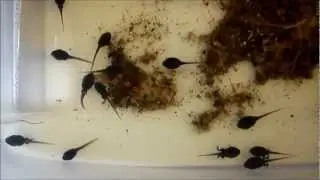 Metamorfosis del BUFO CALAMITA (sapo corredor)