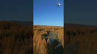 золото осени