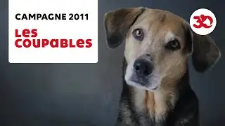 30 Millions d'Amis - Campagne contre les abandons