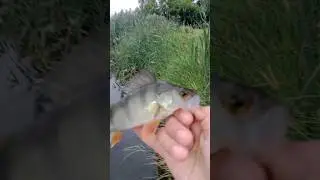 красивый окунь на вертушку