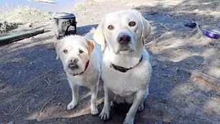Labrador Swims at the Lake!!