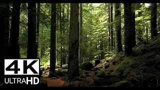 FOREST NATURE (FREE STOCK VIDEO) 4K