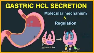 Gastric acid (HCL) secretion: Mechanism and Regulation