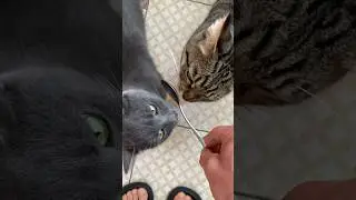 Утренние ритуалы 🐈‍⬛🌓🐈