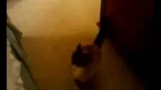 Cat Wants Treats Attempt #3 -Success!