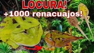 De HUEVO a RANA! -DOCUMENTAL COMPLETO del DESARROLLO de RENACUAJOS de RANA PACMAN CORNUDA. INÉDITO!!