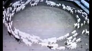 Sheep Walking in Circle for 12 Days: What's Really Going on?