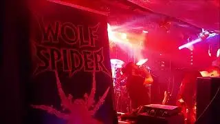 Wolf Spider 