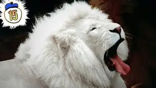 15 Rarest & Critically Endangered Animals on Earth
