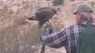 falconry