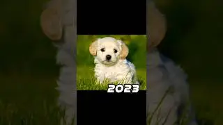 2023 dog 🐶 vs 5000 bce dog 💥 #viral #shorts