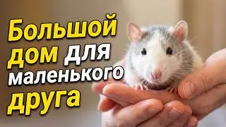 Большой террариум для маленькой Пикси. Построили новый дом для крысы.