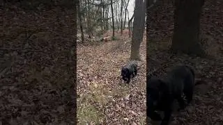 Walking with my Dog #shorts #shortsvideo #youtubeshorts #day #beautiful #dog #foryou #viral #fyp #yt