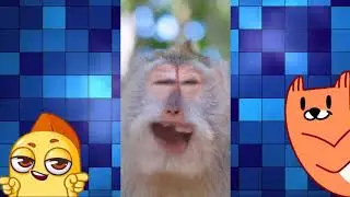 ☆ Чунга - чанга ☆