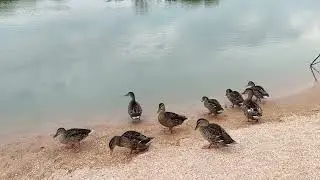Ручные дикие утки плавают в реке.
