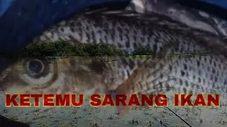 ||IKAN MAKAN 1 TITIK||VIEW 360° || FULL ANGIN||