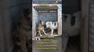 Все проходят мимо, а ОНИ МОЛЯТ О ПОЩАДЕ...их ВТОРОЙ РАЗ везут НА СМЕРТЬ! SOS! UPD на 5 августа 2024