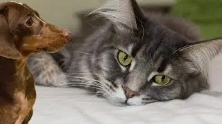 Bad Dachshund: Do not touch my Cat!