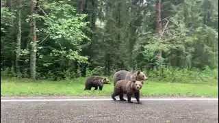 Семья медведей на дороге Трансфагараш