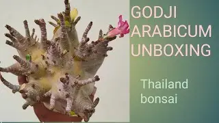 GODJI ARABICUM UNBOXING !! THAILAND BONSAI UNBOXING@iloveplantsexoticplants