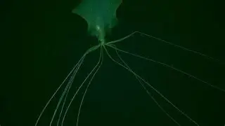 The Mystery of the Deep