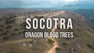 Socotra - Dragon Blood Tree - 2018