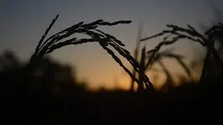 Apna khet apna gaon