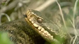 Adders on Iolo's Valleys (2024)