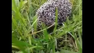 Маленький ёжик на траве
