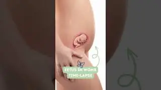 Incredible Fetus Transition 🦋🥺 Womb Baby 😇 