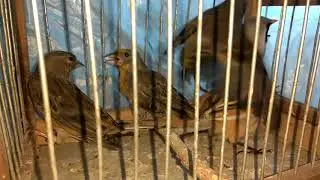 мои усатые синицы