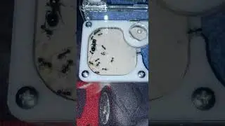 Муравьиная ферма