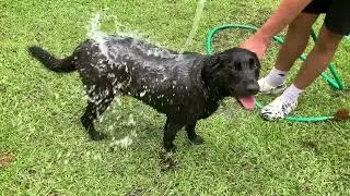 Banixx Medicated Shampoo for Dogs