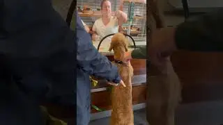 Ranktracker office dog Brie 🐶 🐩 at the bakers ☺️