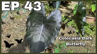 Colocasia Dark Butterfly | JPlan Garden