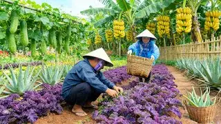 Harvesting Purple Kale, Luffa, Bananas, And Aloe Vera To Sell At The Market, Cooking With Them