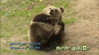 brown bear playtime - bruine beer - ursus arctos