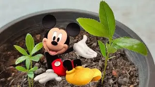 Grow Mickey Mouse Plant Seeds - Ochna serrulata