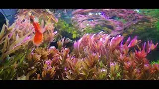 Absolutely stunning plant! Rotala H'Ra